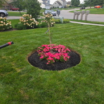 Tree Mulching and Edging