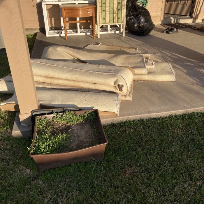 Couches and rug removal