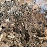 Live termite