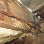 Termite damaged floor joist