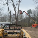 Oak trees