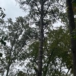 Tree projetc
