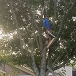 Tree projetc
