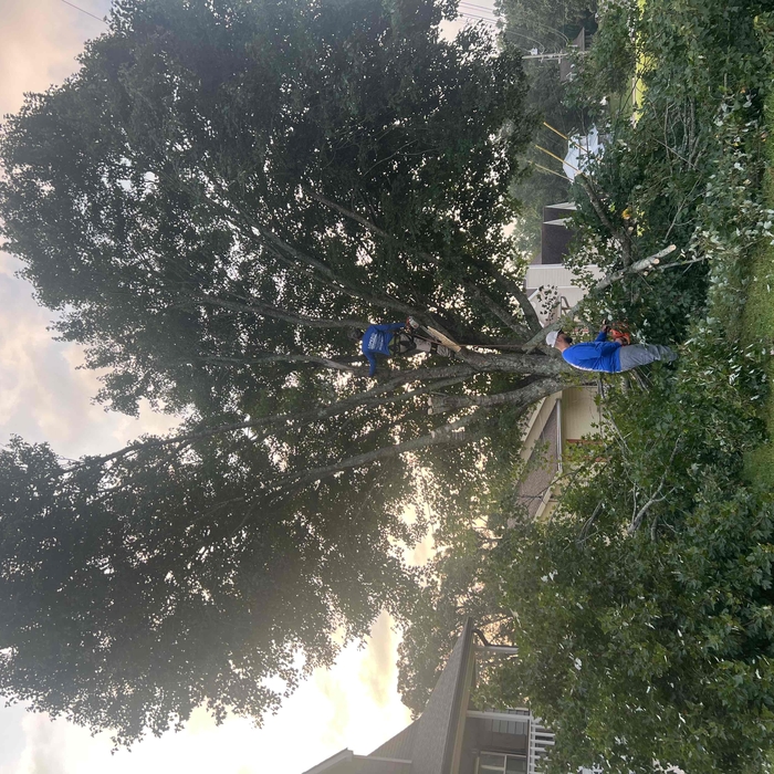 Tree projetc