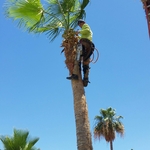 Trimming trees