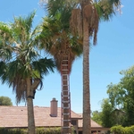 Trimming trees