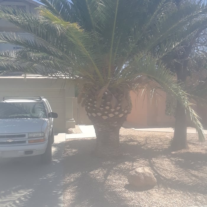 Trimming trees