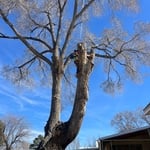 Tree Removal