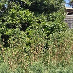 Yard Reset