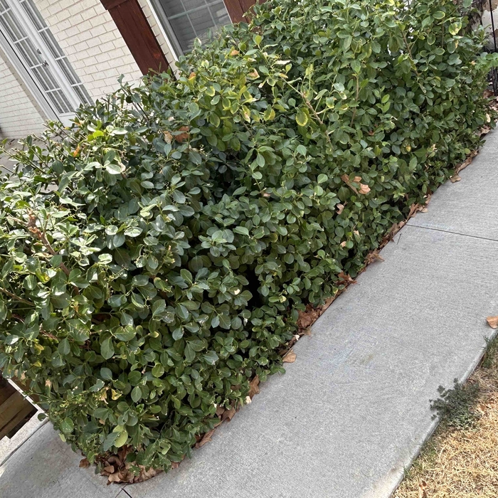 Bush trim