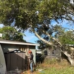 Palm Bay Tree Removal