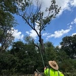 Tree Service