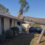 Damaged trees