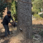 Damaged trees