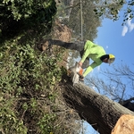 Damaged trees