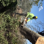Damaged trees