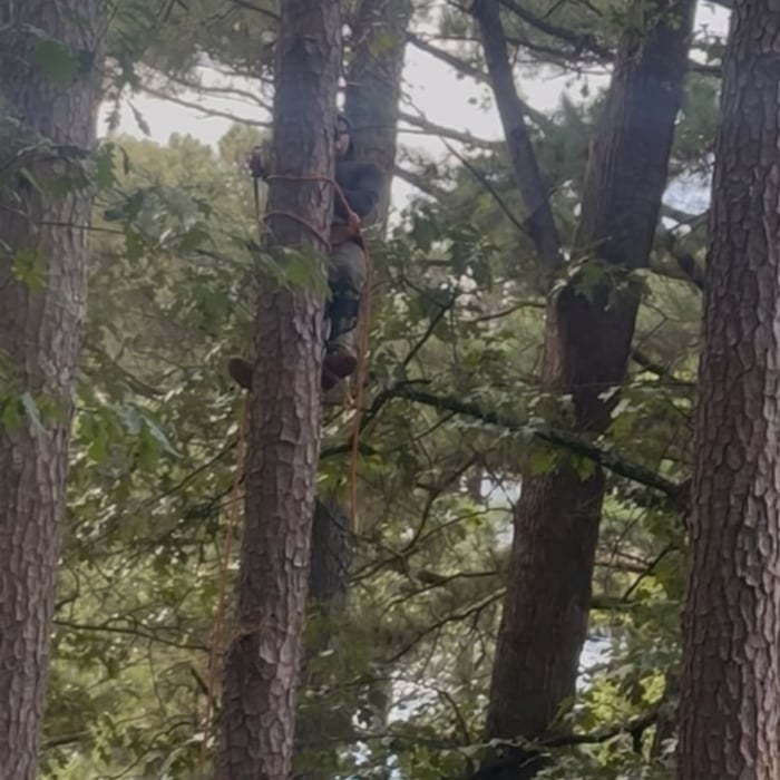 Damaged trees