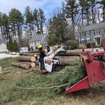 Tree removal