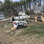 Tree removal