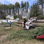 Tree removal