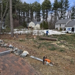 Tree removal