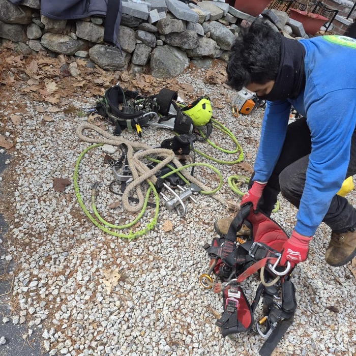 Tree removal