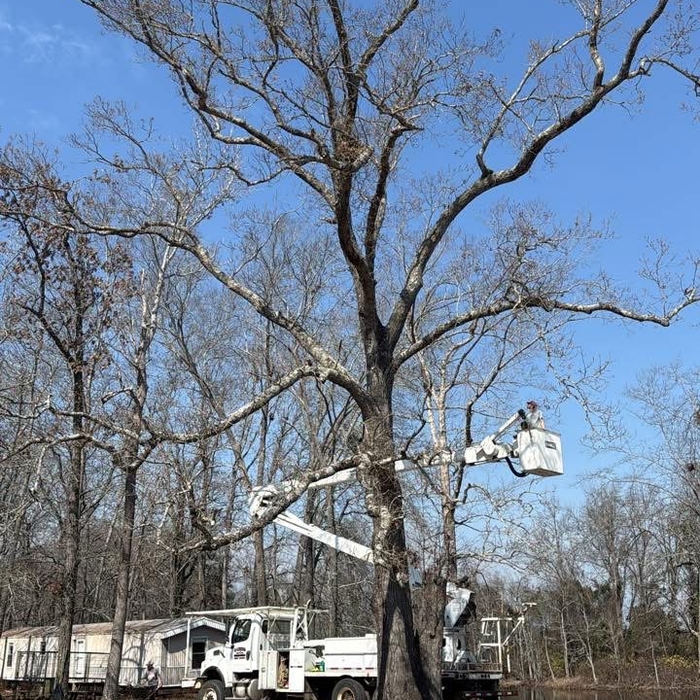 Tree removal