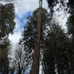 Western Red Cedar