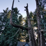 Tree Removal