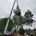 Tree Removal
