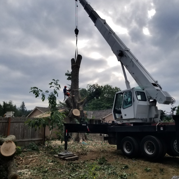 Tree Removal