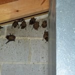 Bats in Attic