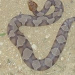 Copperhead