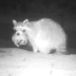 Raccoon moving baby