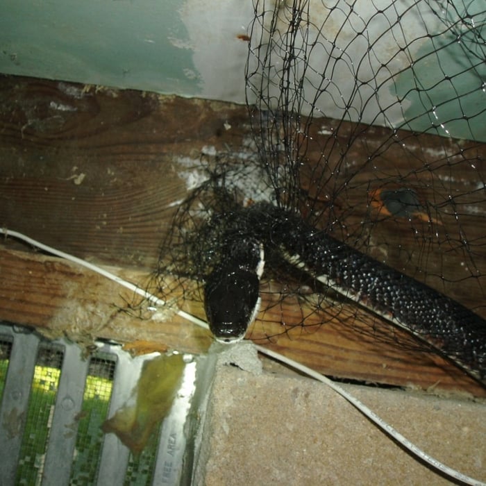 Black rat snake in net trap
