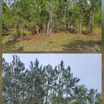 Forestry mulching