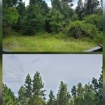 Forestry mulching
