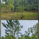 Forestry mulching