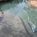 Algae Remediation