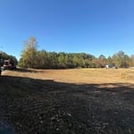 Tree removal