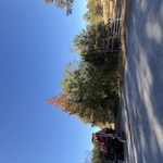 Tree removal