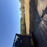 Tree removal
