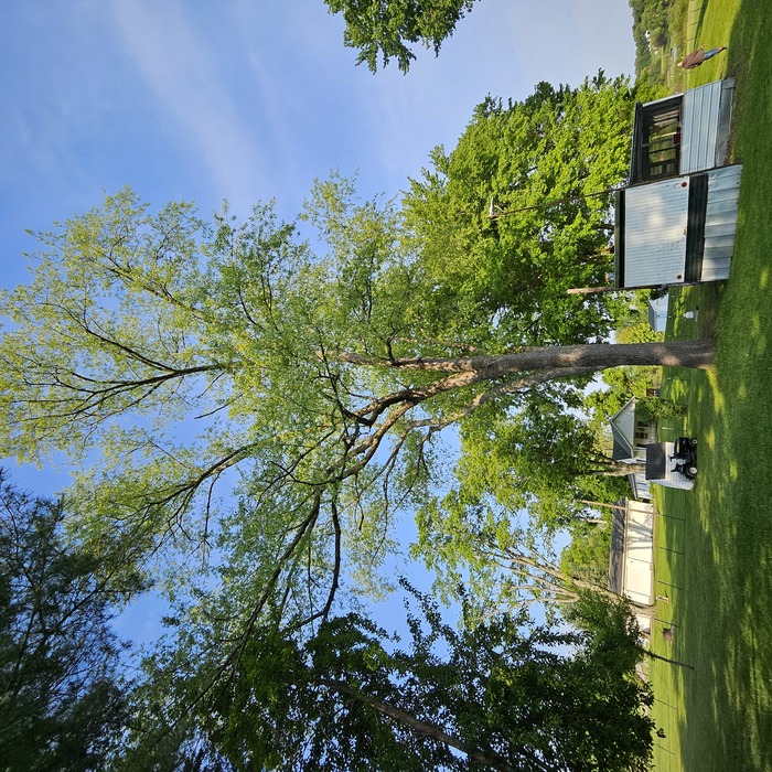 Tree Removal