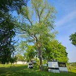 Tree Removal