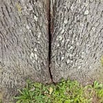 Tree Removal