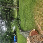 Tree Removal