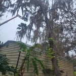 Tree removal