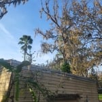 Tree removal