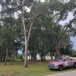 Tree removal