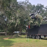 Tree removal